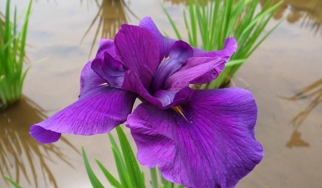 Ирис над водой