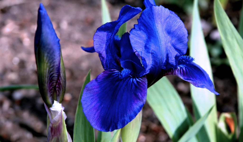 Irises in the Garden
