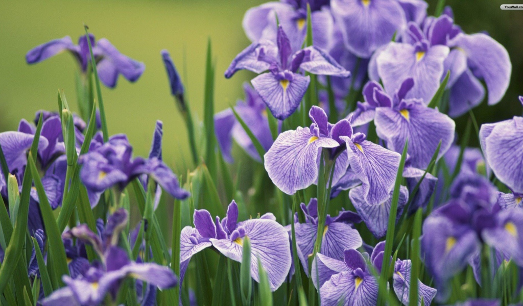 Ирисы на клумбе