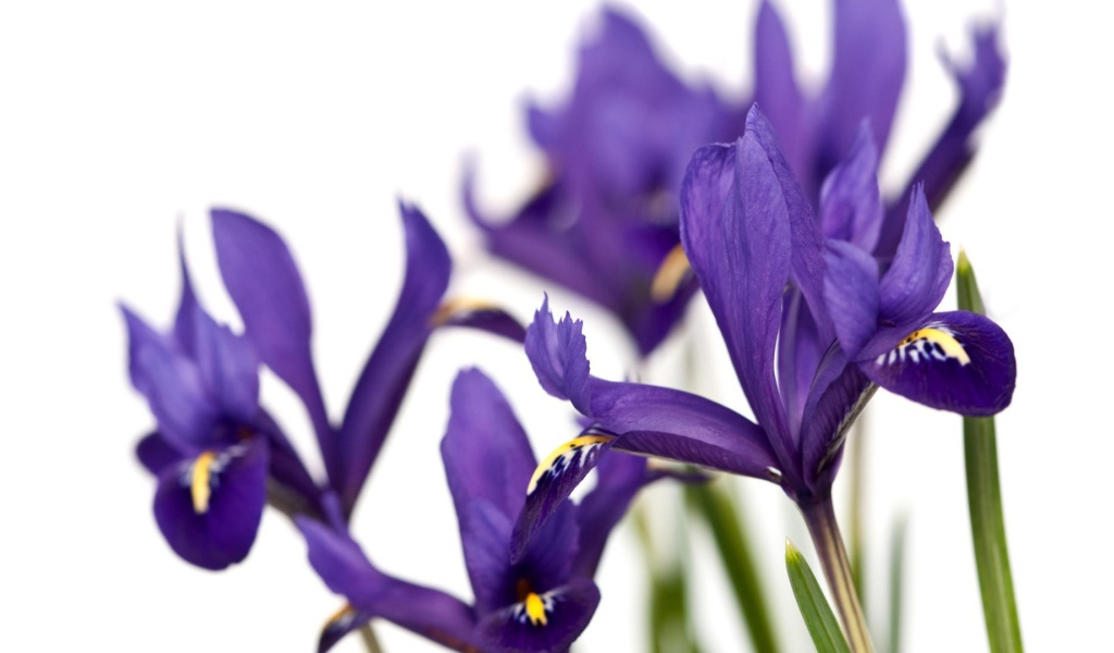 Ирисы на белом фоне