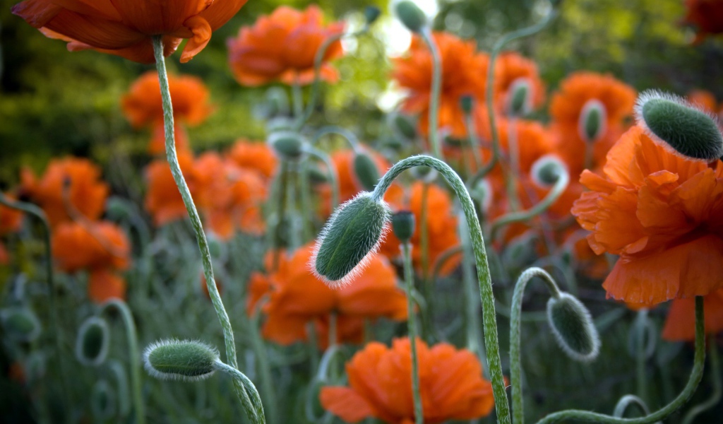 Цветы в Джексон парке