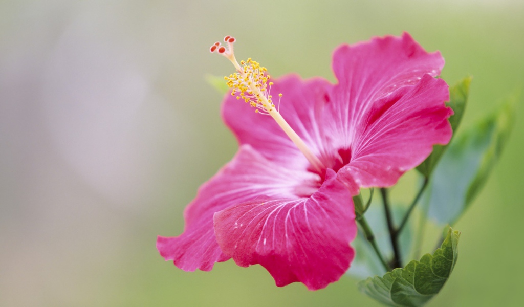 Японский хибискус