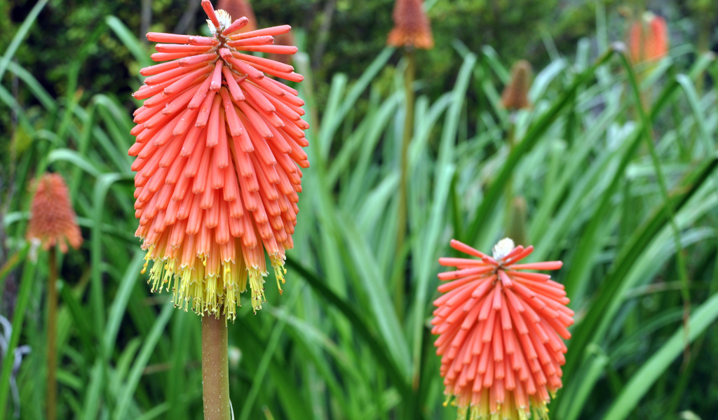 Садовые цветы кникофия на дачном участке