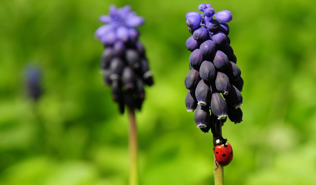 Божья коровка на прелестных цветах гиацинт