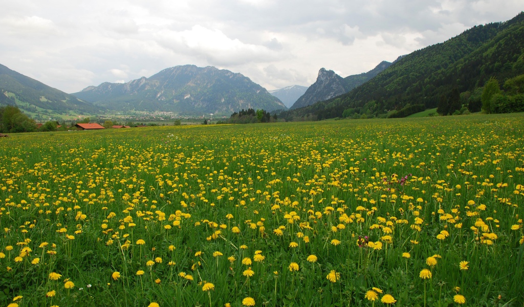 Большое поле одуванчиков