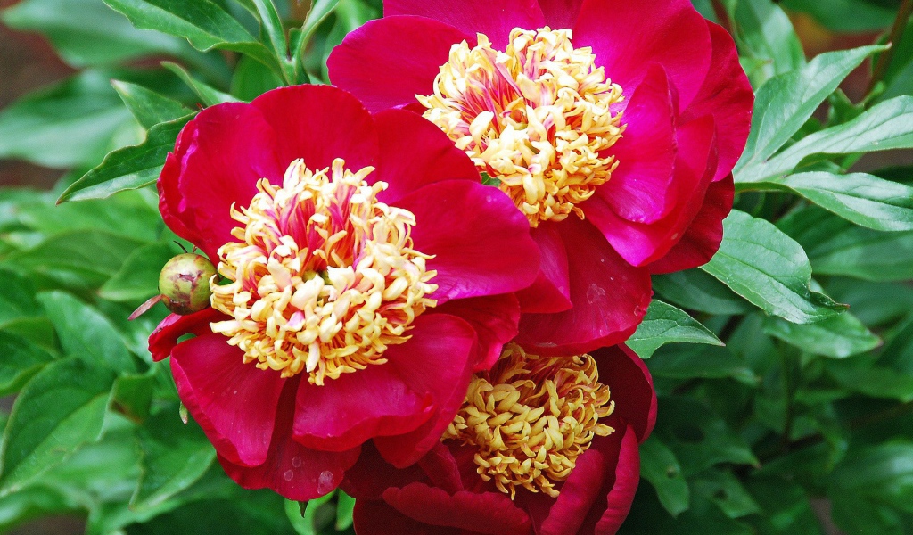 Большие цветы с красными лепестками