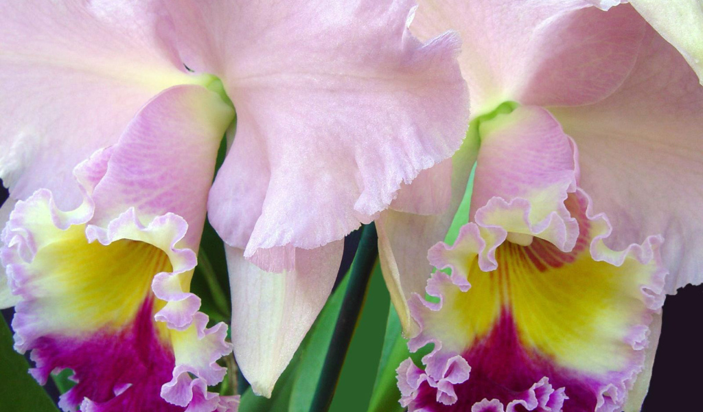 Нежно розовый ирис