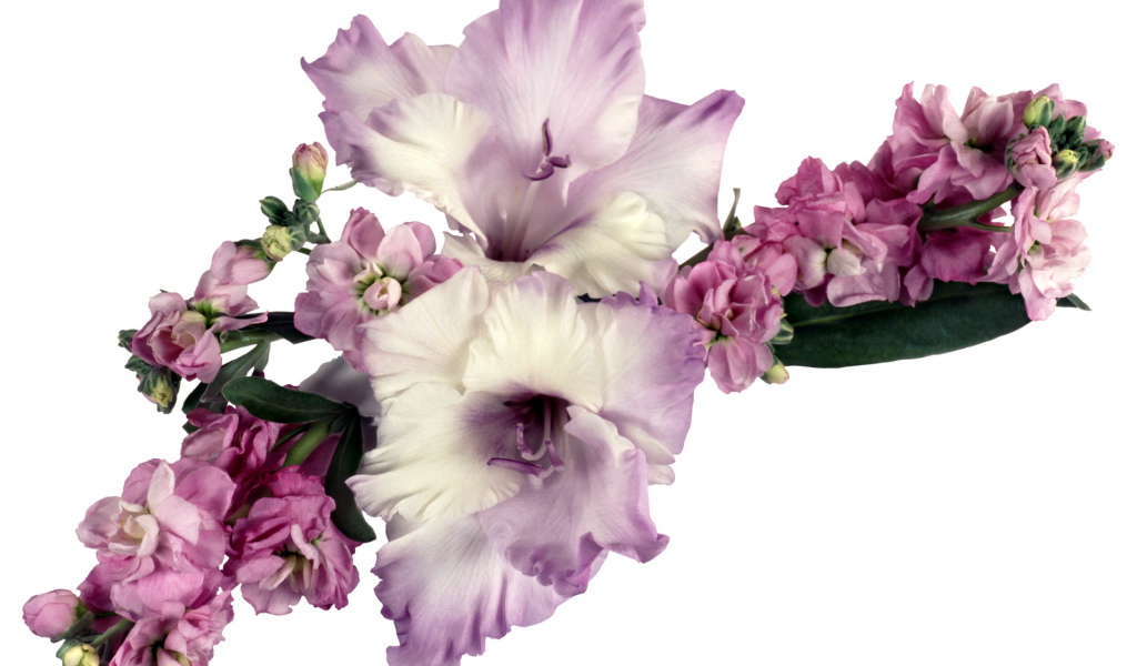 Букет сиреневых гладиолусов