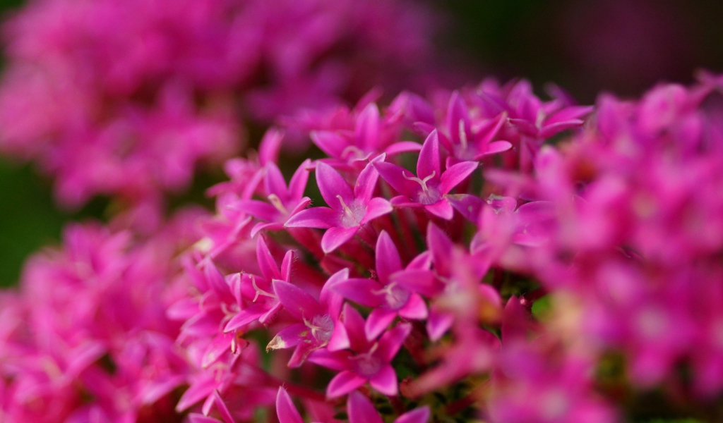 Цветы сирени