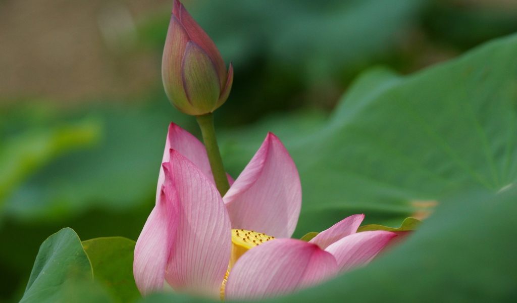 Бутон лилии