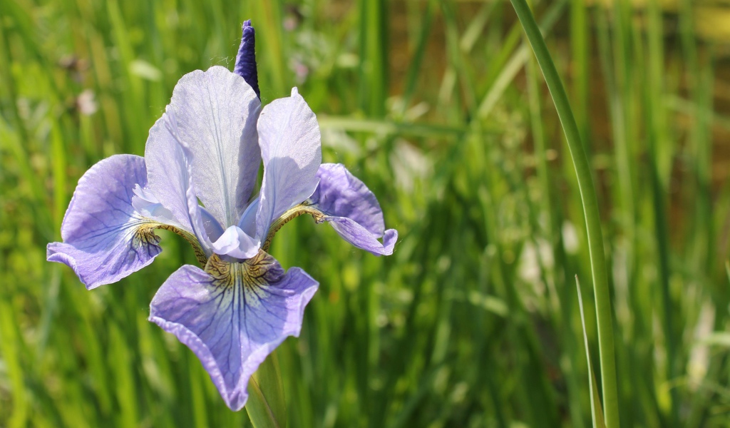 Одинокий цветок ирис