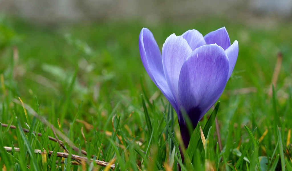 Одинокий подснежник в саду