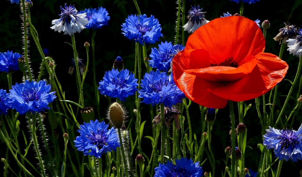 Мак с васильками на поляне