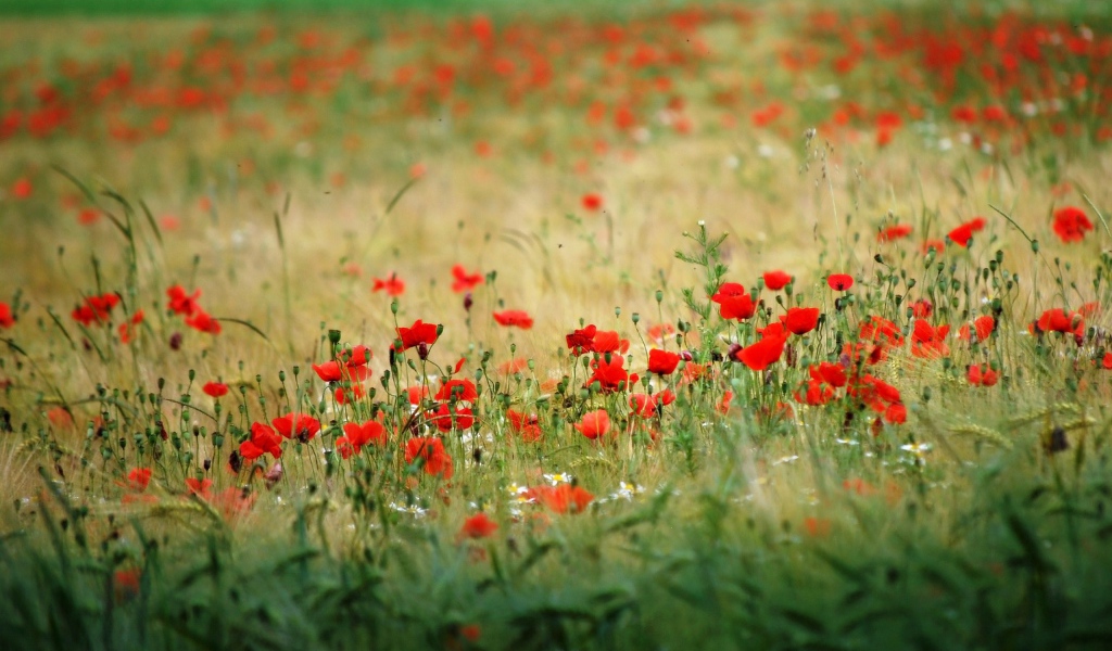 Много красного мака в поле