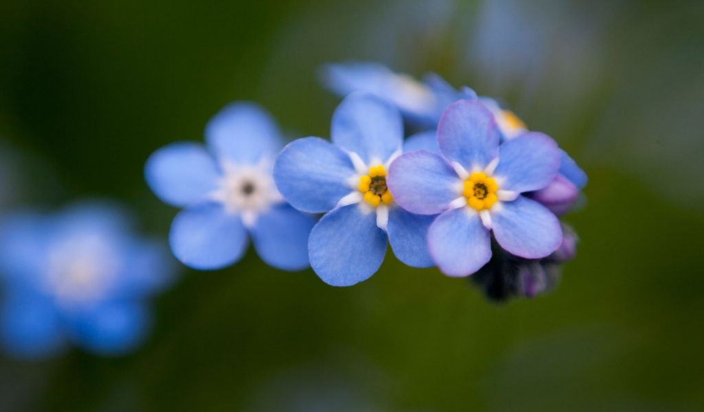 Цветы незабудки расцвели в лесу