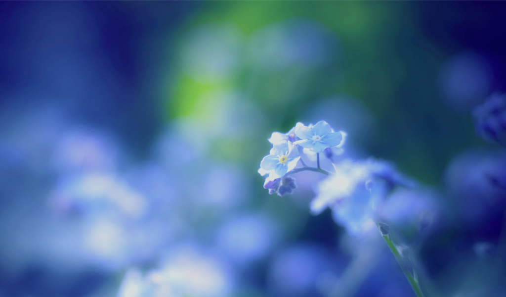 Цветы незабудки на поляне