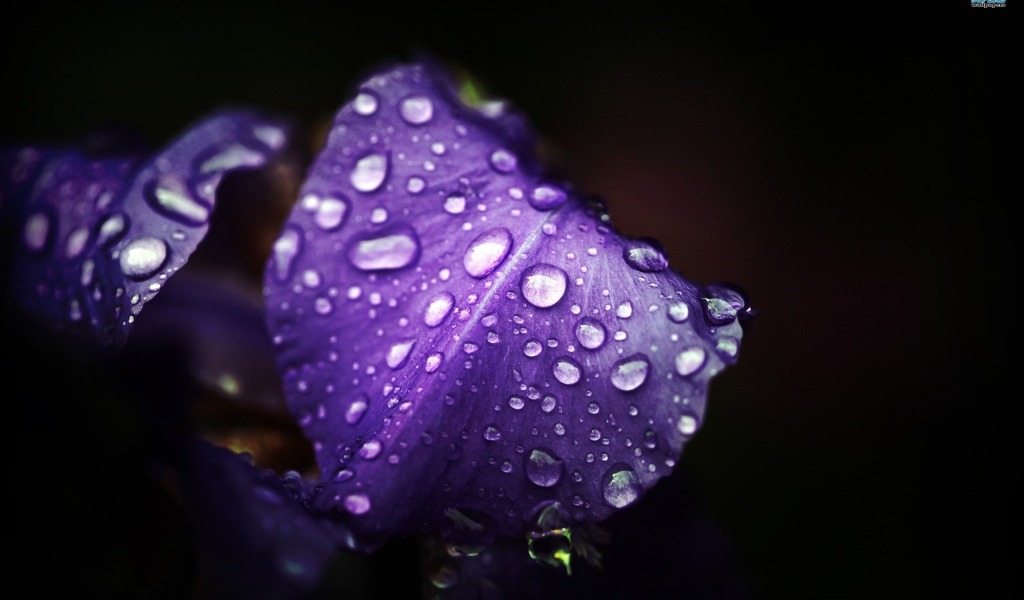 Влага на лепестках ириса