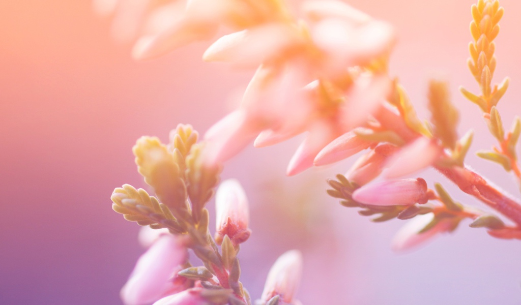 Утренние цветы