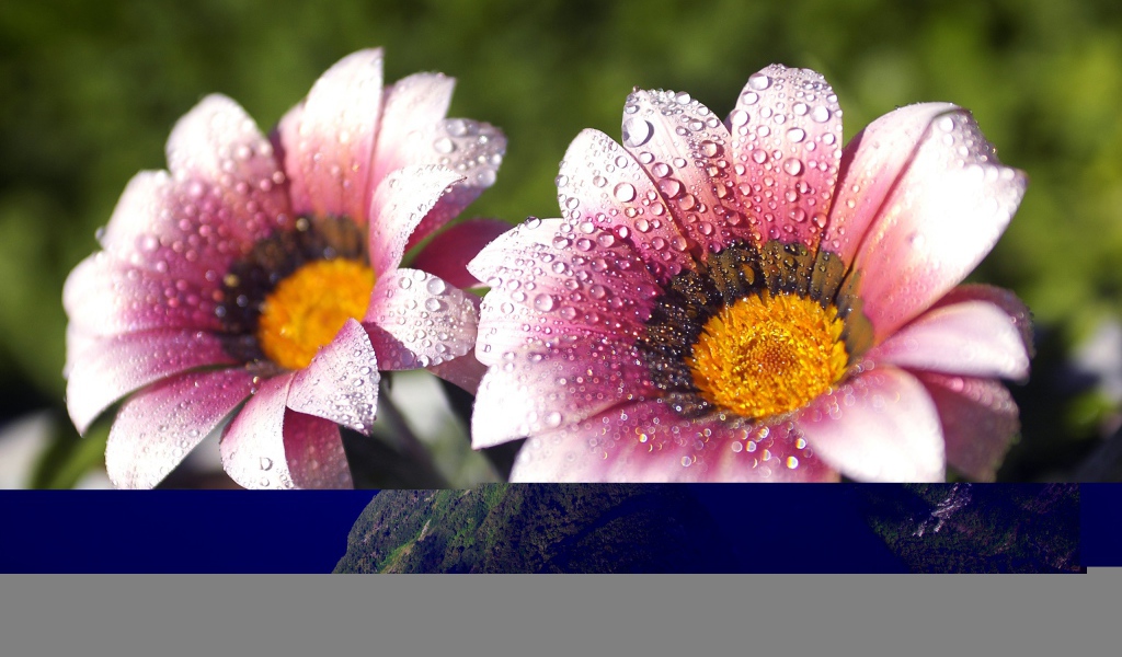 Утренняя влага