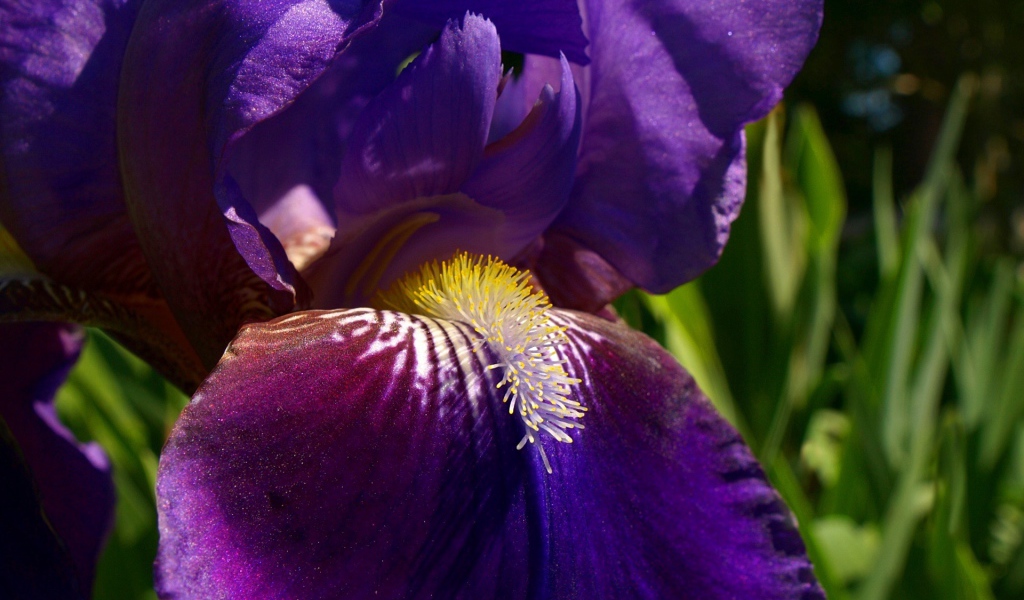 Утренний цветок ирис