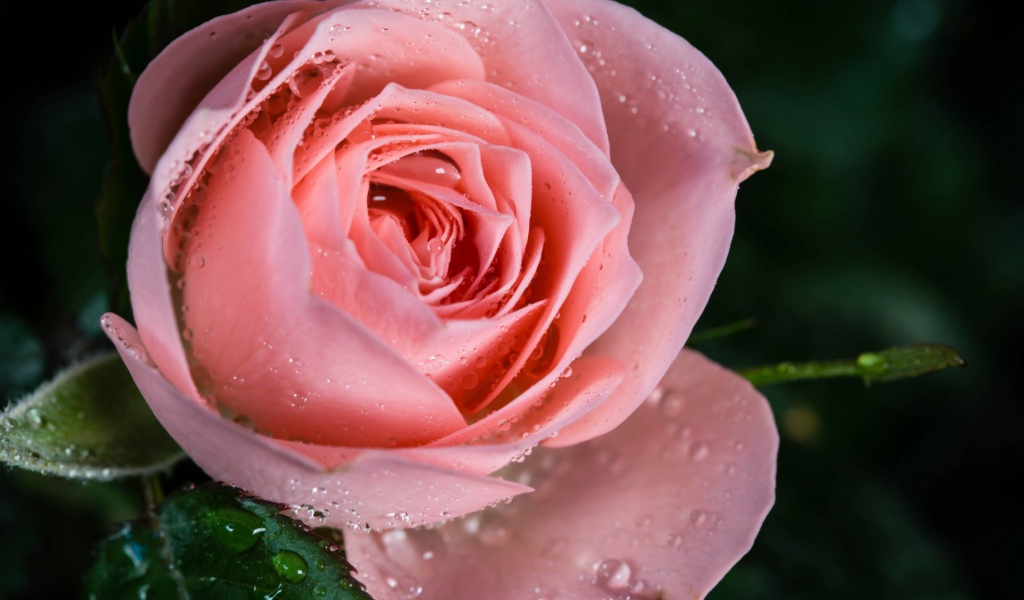 Cамая нежная роза