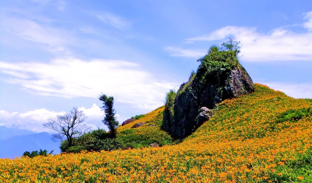 Гора в оранжевых цветах