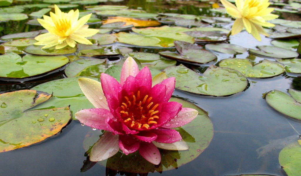 Разноцветные лилии