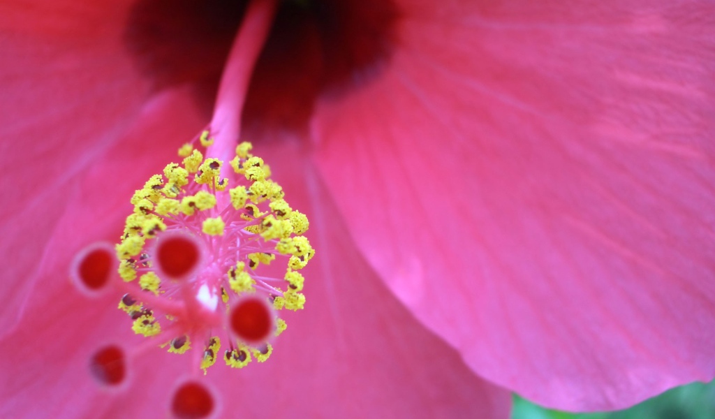 Хороший цветок