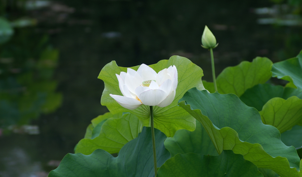 Нимфея красивый цветок