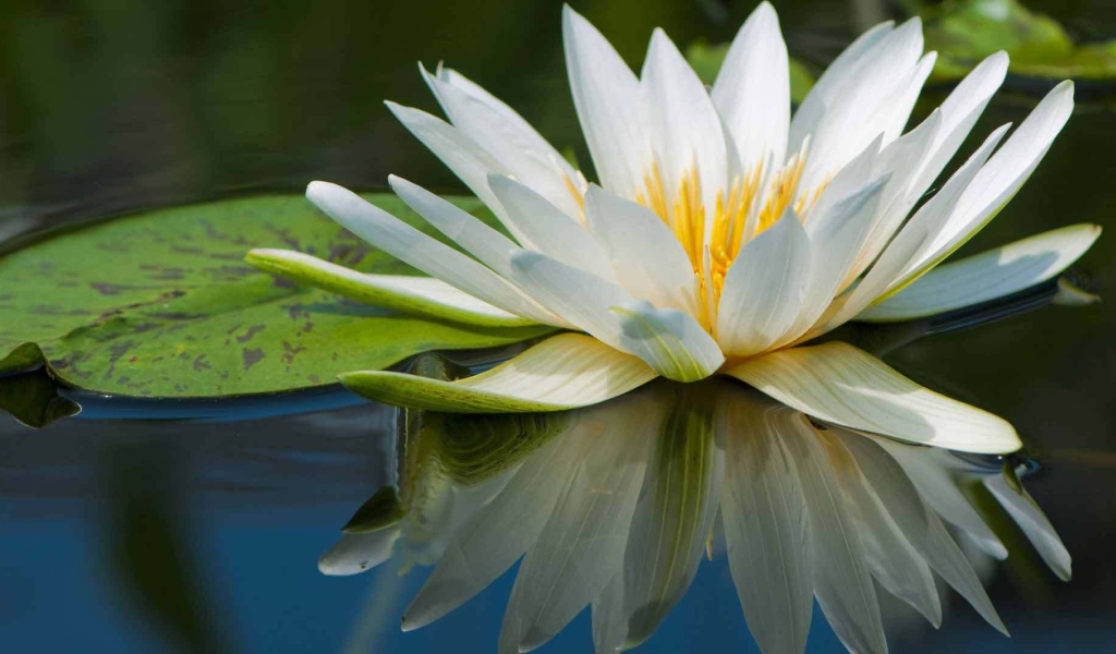 Нимфея красивый цветок на воде