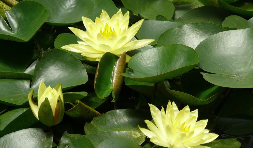 Красивые цветы нимфея в саду