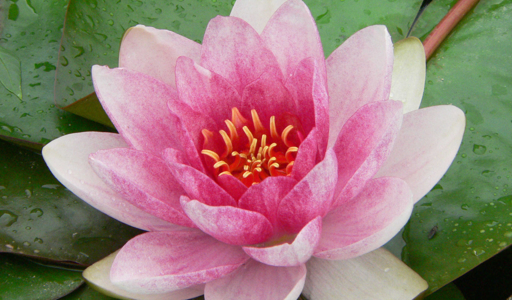 Нимфея цветок