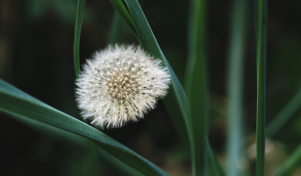 На поляне красивый козлобородник (большой одуванчик) 