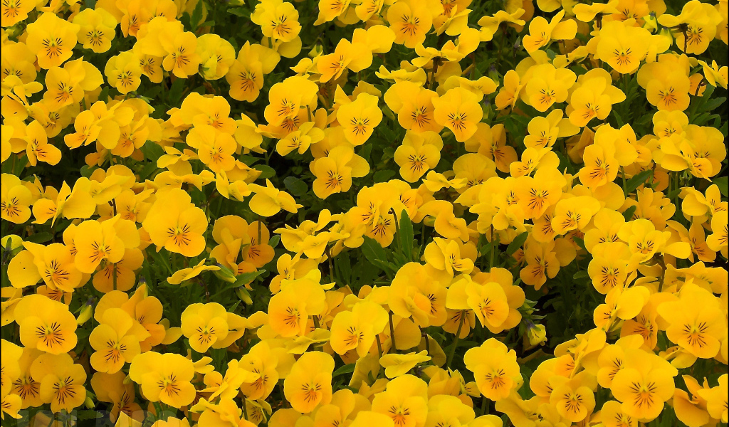 На большой поляне цветы анютины глазки