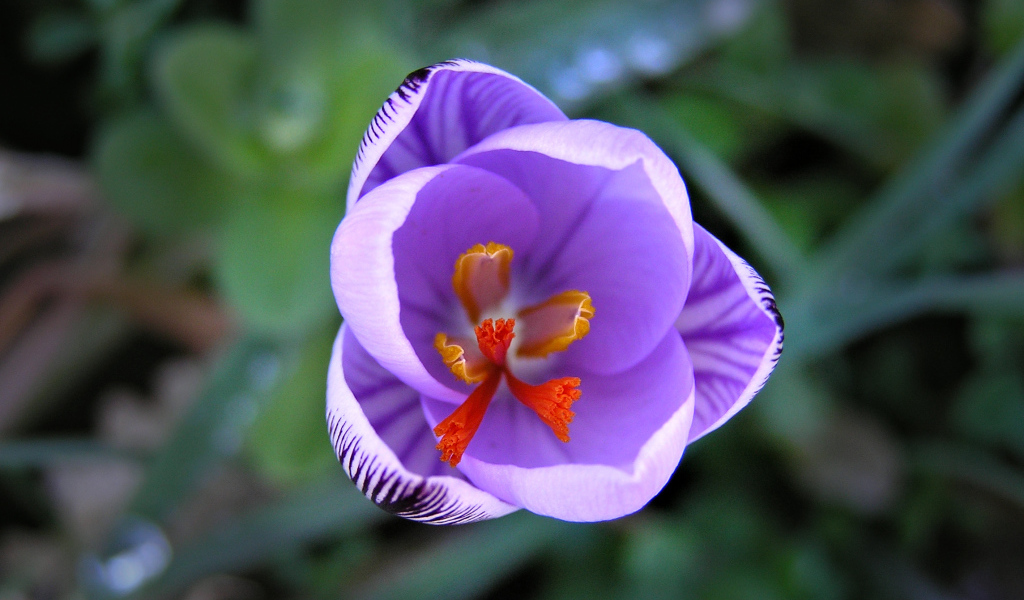 На поляне цветок шафран