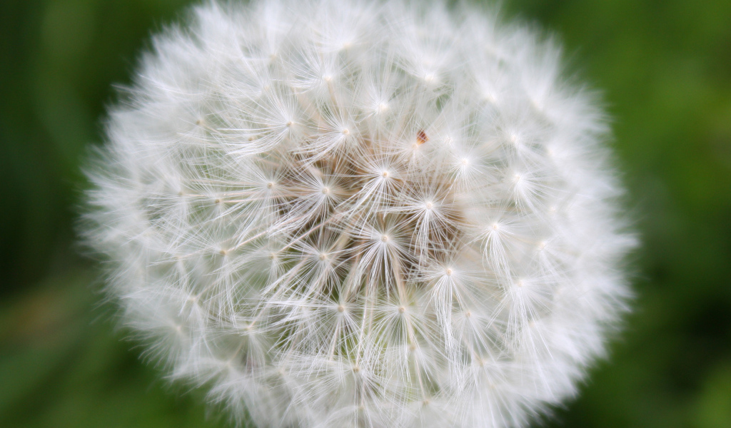 На газоне красивый козлобородник (большой одуванчик) 