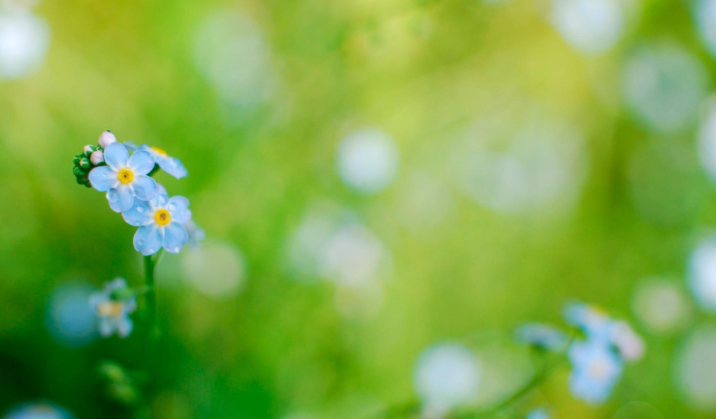 На лужайке красивые цветы незабудки