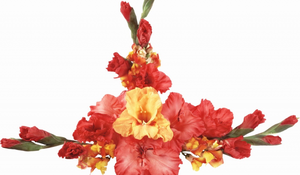 Оранжевые и красные гладиолусы