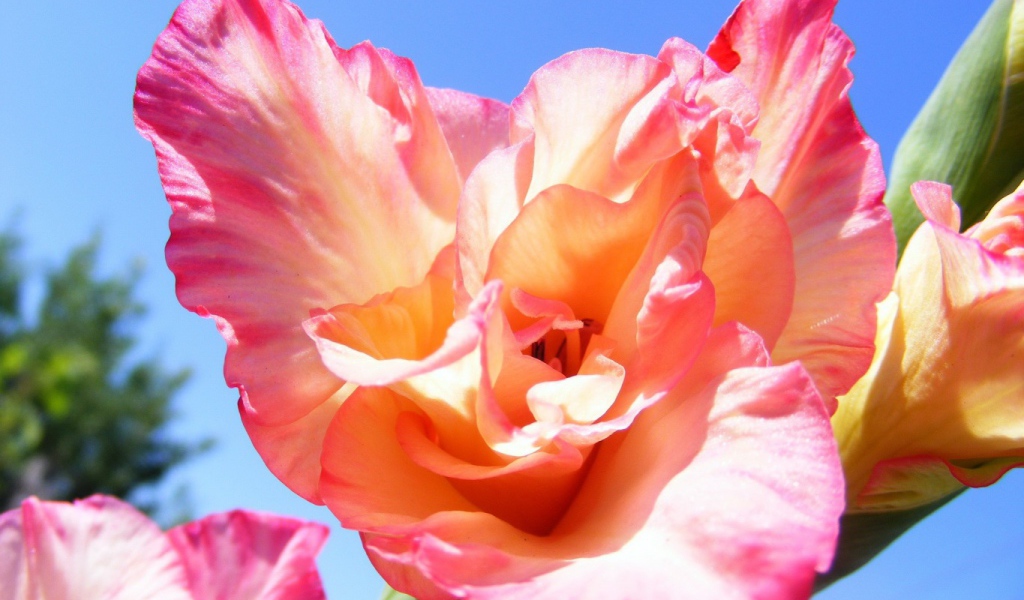 Цветок оранжевого гладиолуса