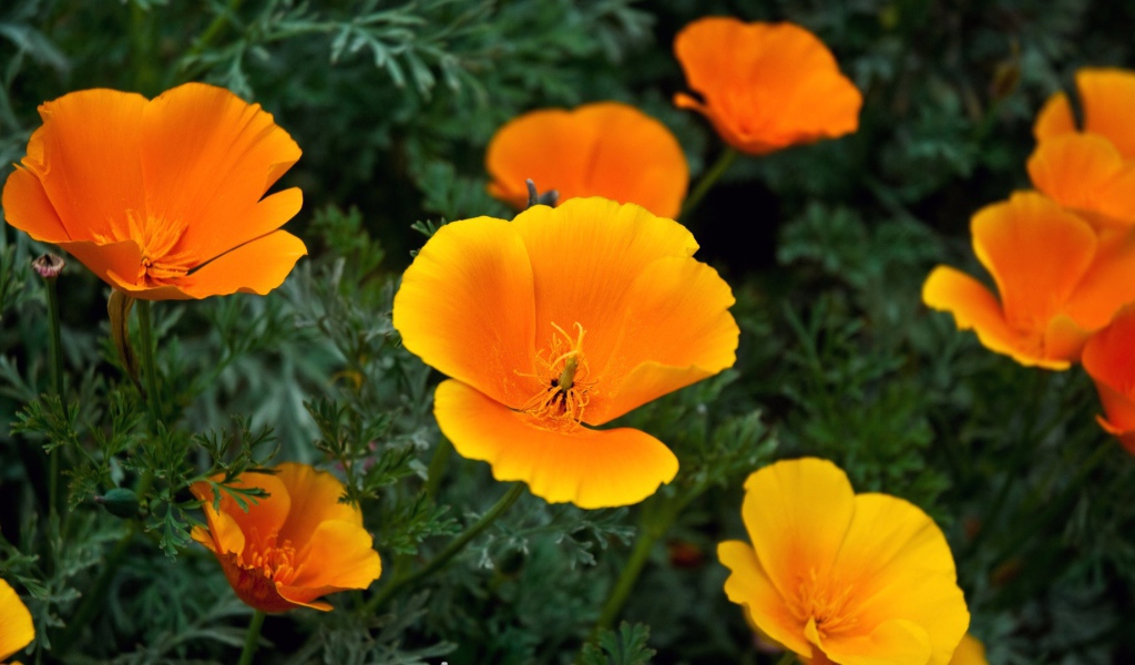 Оранжевые цветы