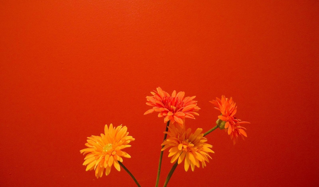 Оранжевые цветы на красном фоне