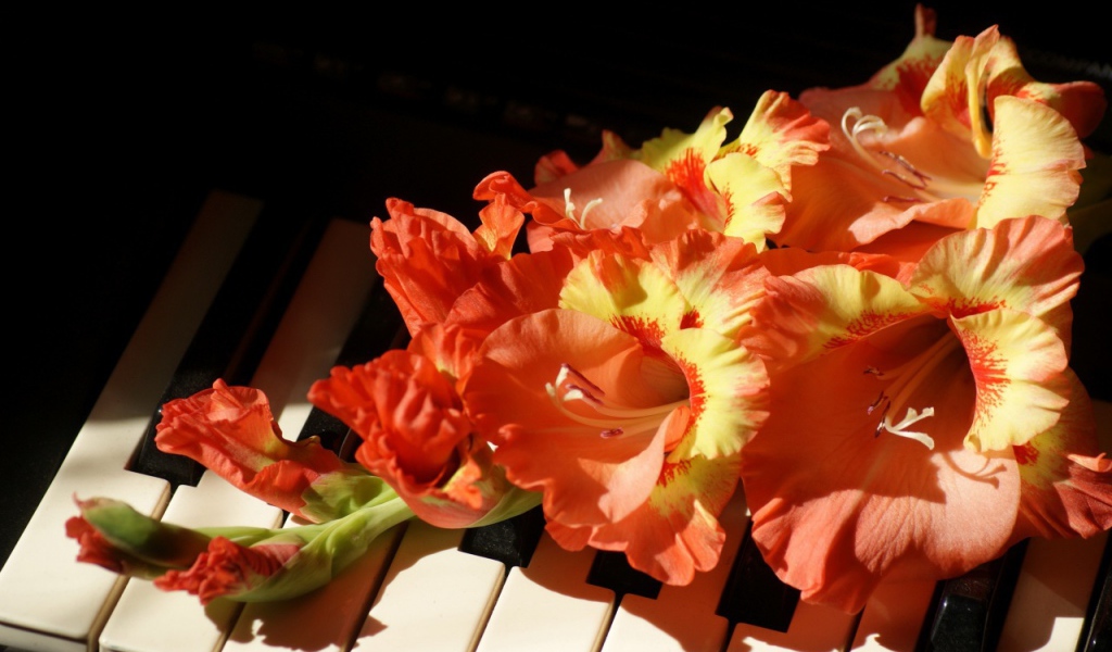 Оранжевые с желтым цветы гладиолуса