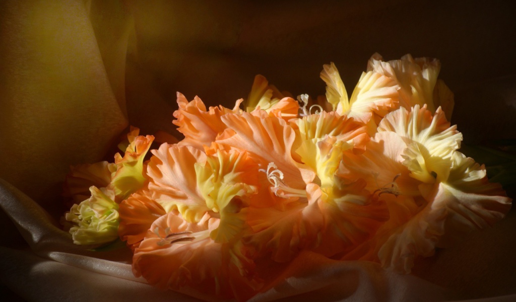 Оранжевые гладиолусы в лучах солнца