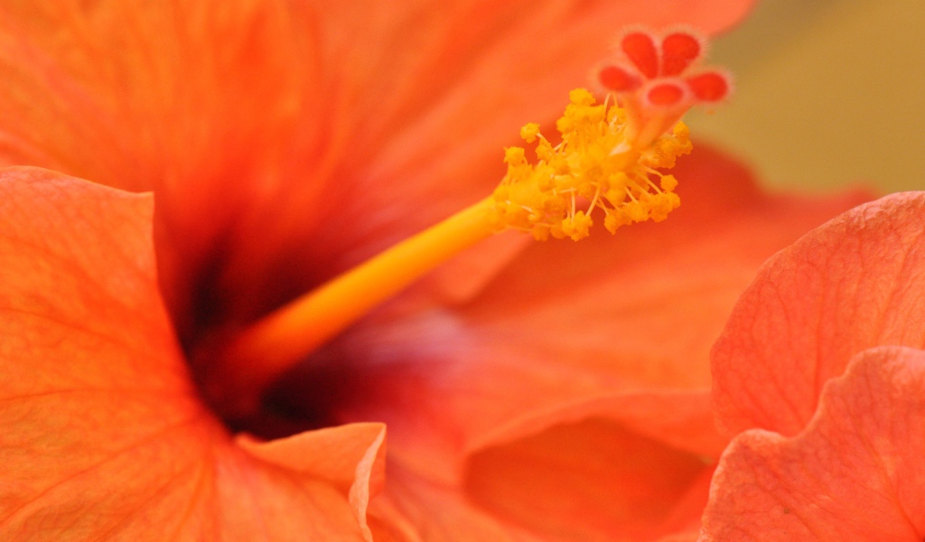 Оранжевый гибискус