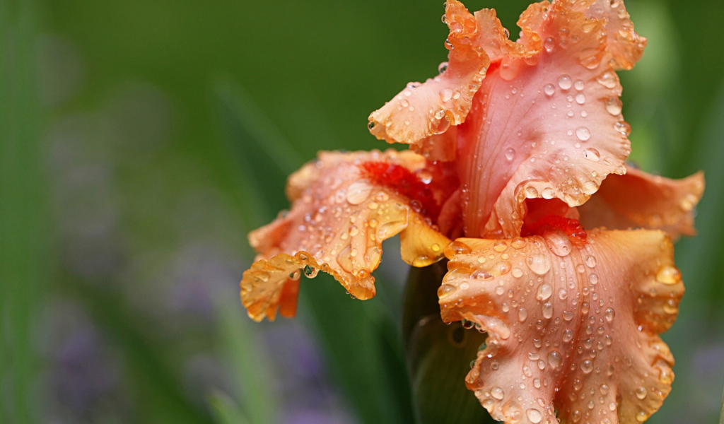 Оранжевый цветок ирис