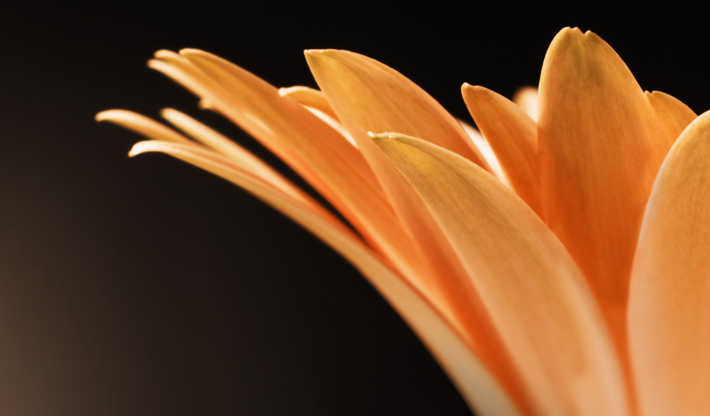 Оранжевые лепестки цветка