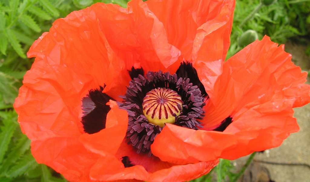 Восточный мак распустился в саду