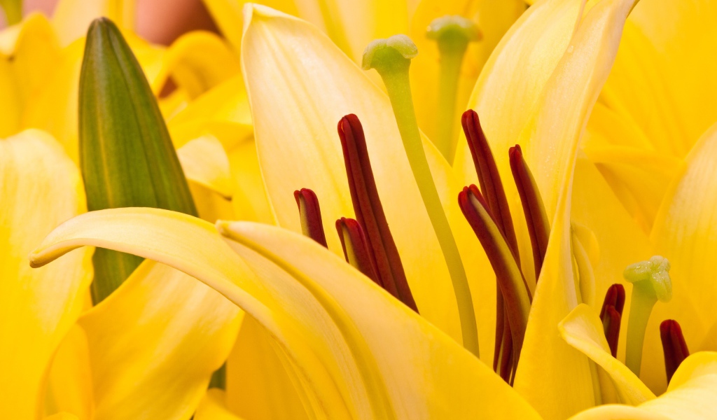 Восточная лилия