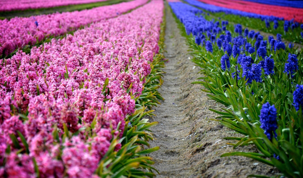 Поля декоративных цветов