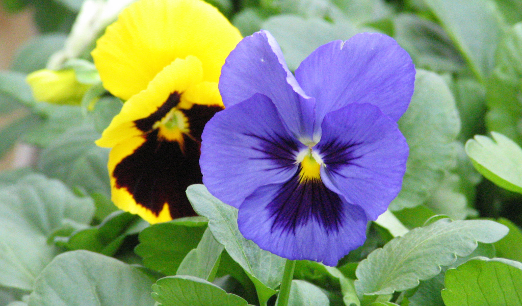 Анютины глазки расцвели в саду